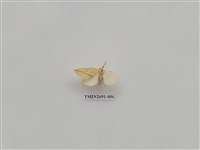 藏品(尺蛾236)的圖片